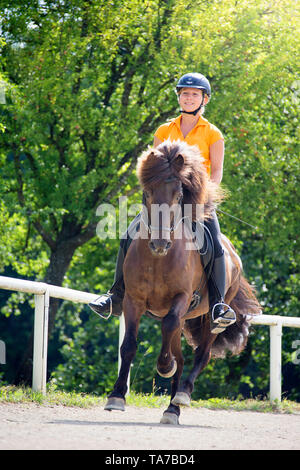 Cheval islandais. Cavalier galopant avec baie étalon. L'Autriche Banque D'Images