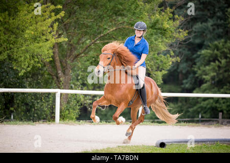 Cheval islandais. Cavalier galopant avec jument alezane. L'Autriche Banque D'Images