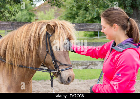 Cheval islandais. La formation des jeunes une mare . Il apprend à accepter la bride, le cheval et le cavalier. L'Autriche Banque D'Images