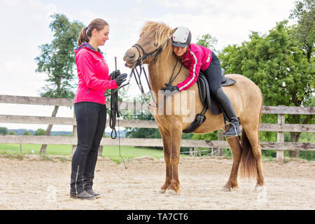 Cheval islandais. La formation d'une jeune jument. Il apprend à accepter la bride, le cheval et le cavalier. L'Autriche Banque D'Images