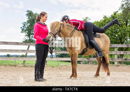 Cheval islandais. La formation d'une jeune jument. Il apprend à accepter la bride, le cheval et le cavalier. L'Autriche Banque D'Images