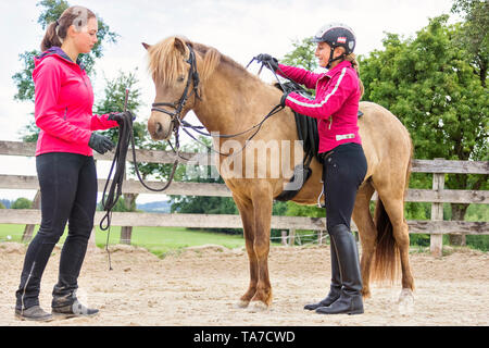 Cheval islandais. La formation d'une jeune jument. Il apprend à accepter la bride, le cheval et le cavalier. L'Autriche Banque D'Images