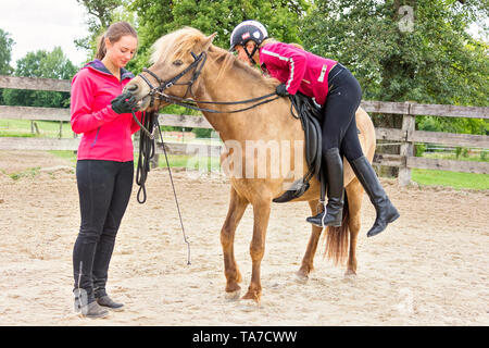 Cheval islandais. La formation d'une jeune jument. Il apprend à accepter la bride, le cheval et le cavalier. L'Autriche Banque D'Images