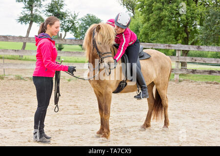 Cheval islandais. La formation d'une jeune jument. Il apprend à accepter la bride, le cheval et le cavalier. L'Autriche Banque D'Images