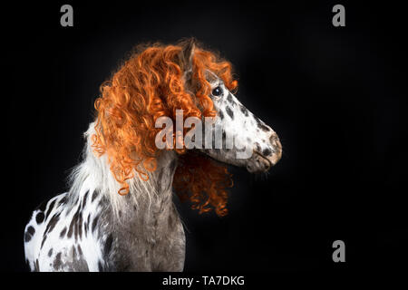 Appaloosa miniature. Portrait de cheval adulte, portant perruque bouclée. Studio photo sur un fond noir. Allemagne Banque D'Images