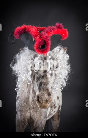 Appaloosa miniature. Portrait de cheval adulte, le port d'un chapeau tricorne. Studio photo sur un fond noir. Allemagne Banque D'Images