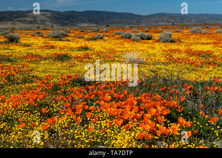 Les collines et les plaines couvertes de fleurs sauvages des super 2019 bloom dans Antelope Valley, près de Lancaster, Californie, USA. Banque D'Images