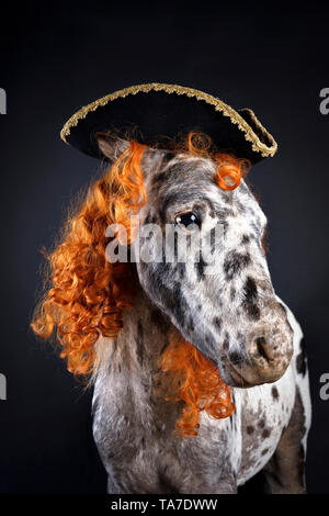 Appaloosa miniature. Portrait de cheval adulte, portant perruque bouclée et chapeau tricorne. Studio photo sur un fond noir. Allemagne Banque D'Images