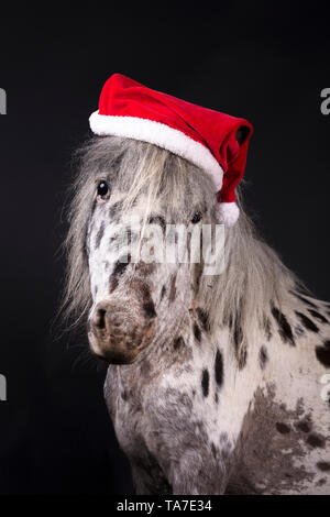 Appaloosa miniature. Portrait de cheval adulte, wearing Santa Claus hat. Studio photo sur un fond noir. Allemagne Banque D'Images