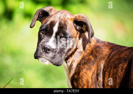 Boxeur allemand. Portrait d'un chiot. Allemagne Banque D'Images