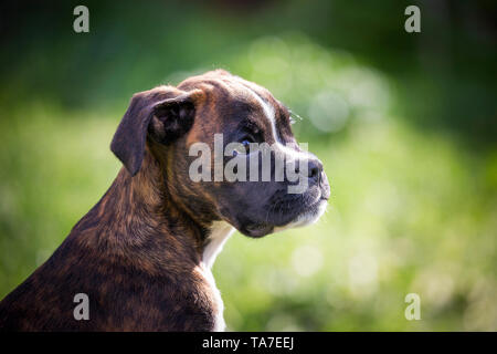 Boxeur allemand. Portrait d'un chiot. Allemagne Banque D'Images