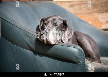 Dogue Allemand. Vieux chien couché sur un fauteuil. Allemagne Banque D'Images