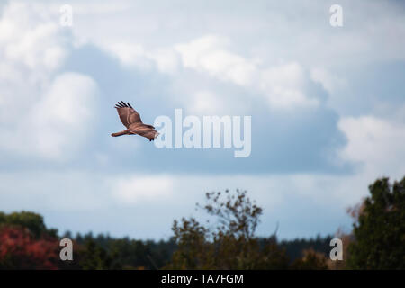 Buse variable en vol au-dessus des arbres en face d'un fond de ciel nuageux Banque D'Images