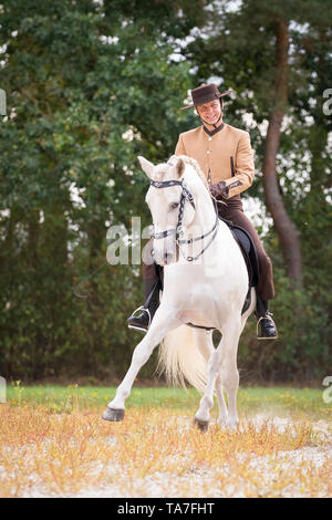 Cheval Espagnol pur, PRE, Cartusian cheval andalou. Allemagne Banque D'Images