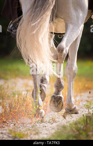 Cheval Espagnol pur, PRE, Cartusian cheval andalou. Les jambes d'un étalon gris dans un trot. Allemagne Banque D'Images