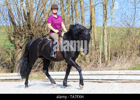 Cheval Espagnol pur, andalou. Black Stallion avec rider dans un trot. Allemagne Banque D'Images