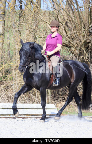 Cheval Espagnol pur, andalou. Black Stallion avec rider dans un trot. Allemagne Banque D'Images