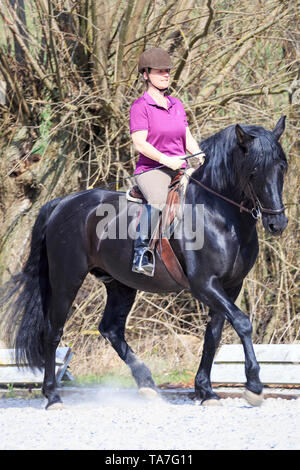 Cheval Espagnol pur, andalou. Black Stallion avec rider dans un trot, l'incurvation de l'axe longitudinal dans le sens de circulation. Allemagne Banque D'Images