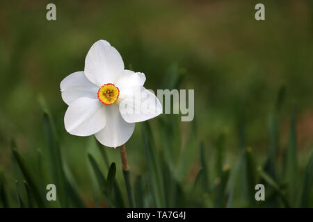 Fleurs de narcisses blancs avec des feuilles vertes au jardin, arrière-plan flou. Symbole du printemps, bonne chance et relance Banque D'Images