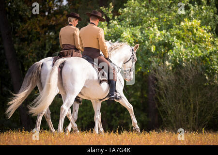 Cheval Espagnol pur, PRE, Cartusian cheval andalou. Les cavaliers en costume traditionnel sur des étalons gris effectuant un pas des deux. Allemagne Banque D'Images