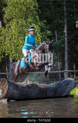 Cheval de Hanovre. Rider sur hongre noir un obstacle lors d'un cross-country ride. Allemagne Banque D'Images