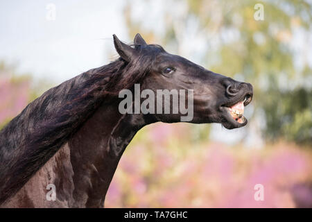 Cheval frison. Hongre noir faisant le flehmen sur un pâturage. Allemagne Banque D'Images