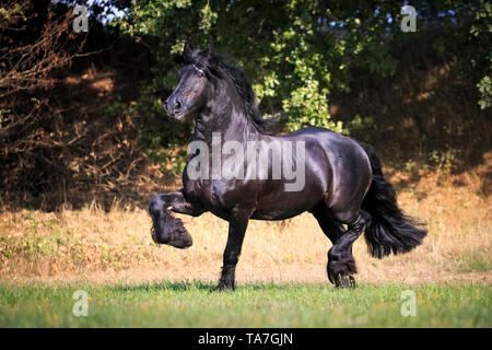 Cheval frison. Étalon noir trottant sur un pâturage. Allemagne Banque D'Images