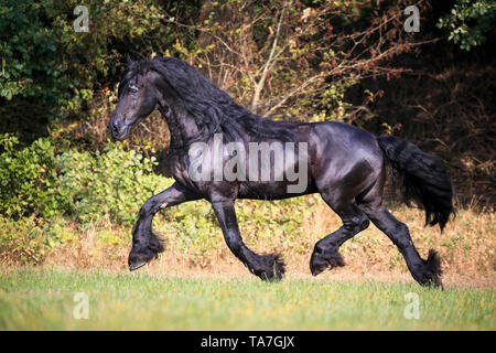 Cheval frison. Étalon noir trottant sur un pâturage. Allemagne Banque D'Images