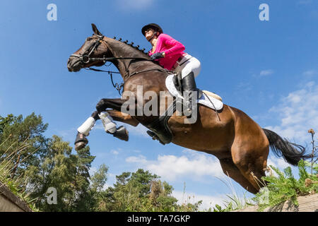 Poney Équitation allemande. Rider sur bay gelding effacement d'un obstacle lors d'une ride. Allemagne Banque D'Images