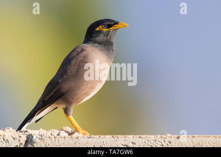 Myna Acridotheres tristis (commune), vue latérale d'un adulte debout sur un mur Banque D'Images