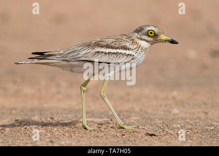 Oedicnème criard (Burhinus bistriatus), des profils de marcher dans un désert habitat dans Omanadult debout sur un terrain désertique Banque D'Images