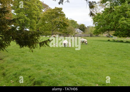 Des promenades dans les bois avec une fascinante collection de végétaux forestiers autour de Balcarres House and Gardens, Colinsburgh, Fife, Scotland, mai 2019. Banque D'Images