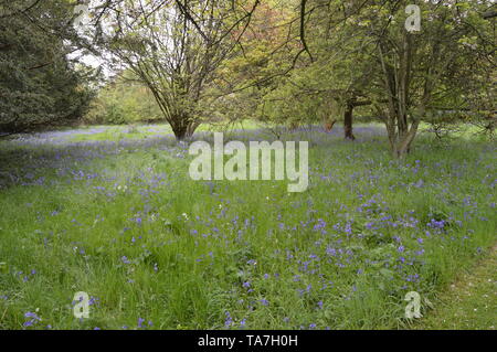 Des promenades dans les bois avec une fascinante collection de végétaux forestiers autour de Balcarres House and Gardens, Colinsburgh, Fife, Scotland, mai 2019. Banque D'Images