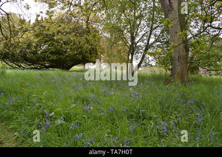 Des promenades dans les bois avec une fascinante collection de végétaux forestiers autour de Balcarres House and Gardens, Colinsburgh, Fife, Scotland, mai 2019. Banque D'Images