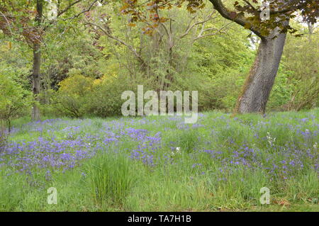 Des promenades dans les bois avec une fascinante collection de végétaux forestiers autour de Balcarres House and Gardens, Colinsburgh, Fife, Scotland, mai 2019. Banque D'Images