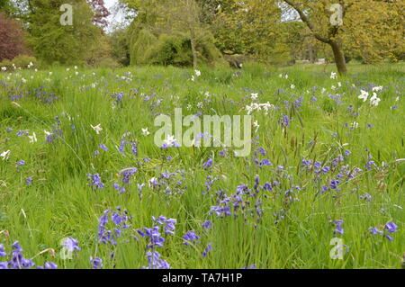 Des promenades dans les bois avec une fascinante collection de végétaux forestiers autour de Balcarres House and Gardens, Colinsburgh, Fife, Scotland, mai 2019. Banque D'Images