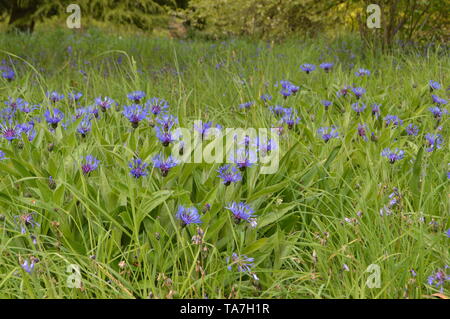 Des promenades dans les bois avec une fascinante collection de végétaux forestiers autour de Balcarres House and Gardens, Colinsburgh, Fife, Scotland, mai 2019. Banque D'Images