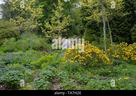 Des promenades dans les bois avec une fascinante collection de végétaux forestiers autour de Balcarres House and Gardens, Colinsburgh, Fife, Scotland, mai 2019. Banque D'Images