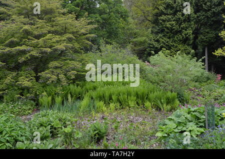 Des promenades dans les bois avec une fascinante collection de végétaux forestiers autour de Balcarres House and Gardens, Colinsburgh, Fife, Scotland, mai 2019. Banque D'Images