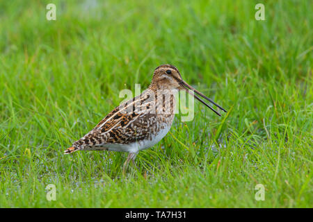 La Bécassine des marais (Gallinago gallinago). Homme debout sur un pré. Basse-saxe, Allemagne Banque D'Images