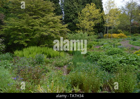 Des promenades dans les bois avec une fascinante collection de végétaux forestiers autour de Balcarres House and Gardens, Colinsburgh, Fife, Scotland, mai 2019. Banque D'Images