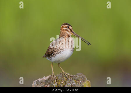 La Bécassine des marais (Gallinago gallinago). Homme juché sur un poteau. Basse-saxe, Allemagne Banque D'Images