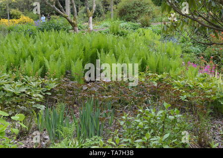 Des promenades dans les bois avec une fascinante collection de végétaux forestiers autour de Balcarres House and Gardens, Colinsburgh, Fife, Scotland, mai 2019. Banque D'Images