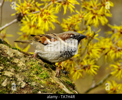 Moineau domestique (Passer domesticus). Mâle adulte, perché sur une branche, avec la floraison l'Hamamélis en arrière-plan. Allemagne Banque D'Images