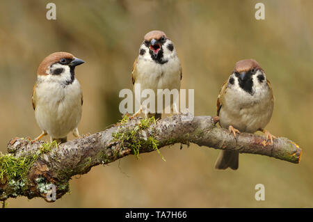 Moineau friquet (passer montanus). Trois oiseaux posés sur une branche. l'une au milieu appelle. Allemagne Banque D'Images