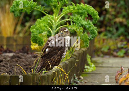 Épervier d'Eurasie (Accipiter nisus). Après l'échec de la chasse, la femme debout dans un jardin. Allemagne Banque D'Images