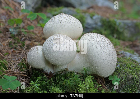 Vesse-de-communes pauvres, Mans de Ris de veau (Lycoperdon perlatum), les fructifications dans une forêt de conifères, Allemagne Banque D'Images