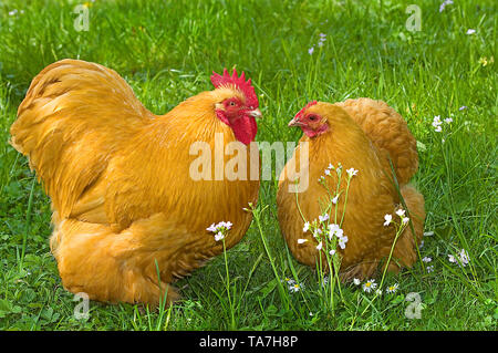 Poulet domestique, Orpington Bantam. Coq et poule sur un pré. Allemagne Banque D'Images