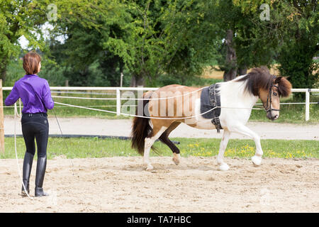 Conduite au sol, également appelé la palangre : l'enseignement d'un jeune cheval pour aller de l'avant avec une personne à marcher derrière elle, un précurseur à la fois à la conduite de faisceau et avoir rênes utilisé par un cavalier monté. L'Autriche Banque D'Images