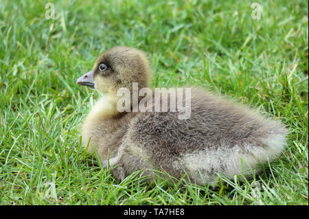 Une oie cendrée's gosling se reposant dans l'herbe, l'un des nombreux né à Sandall Park, Doncaster, Royaume-Uni en mai 2019 Banque D'Images